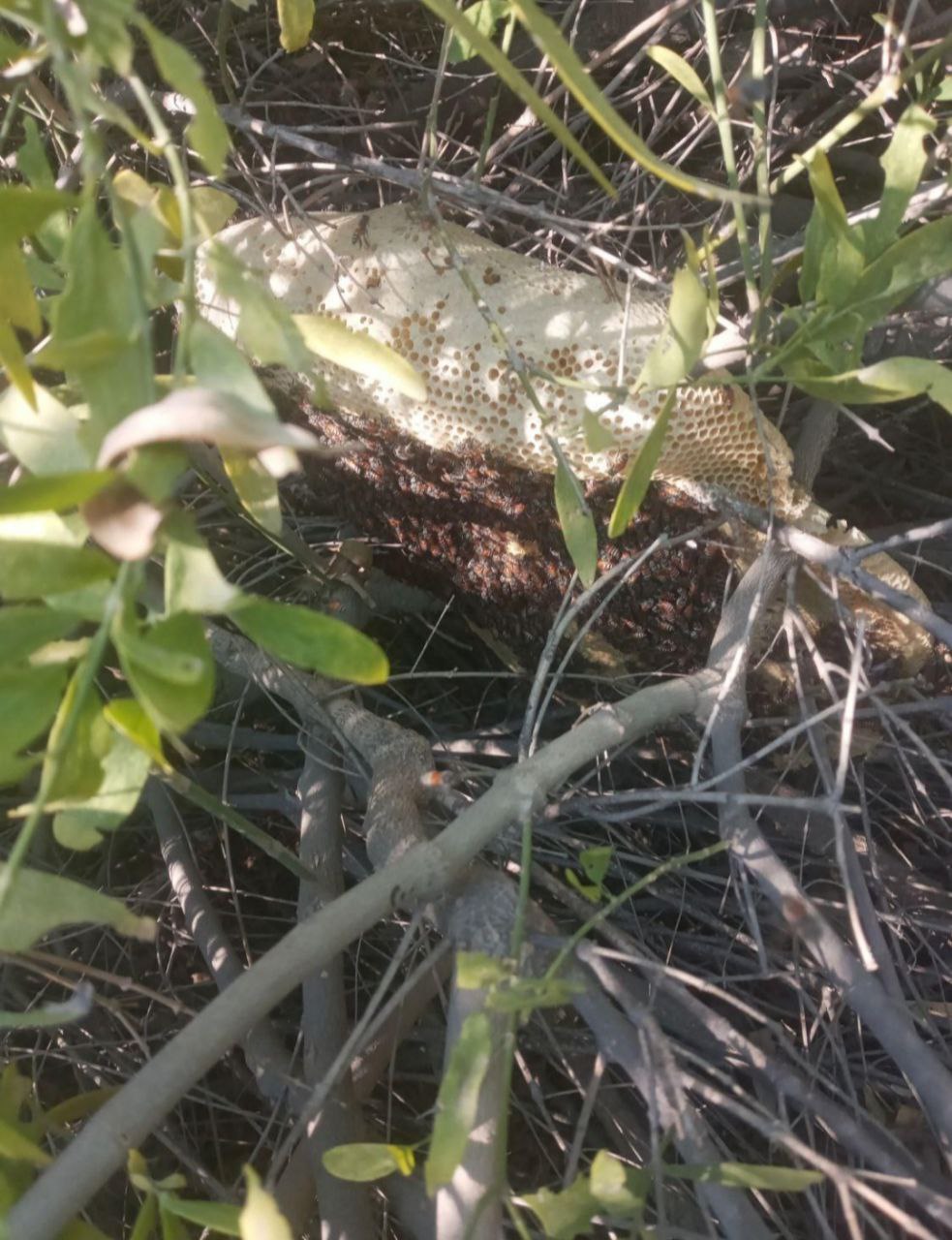 عسل طبیعی بندرلنگه و بندر خمیر