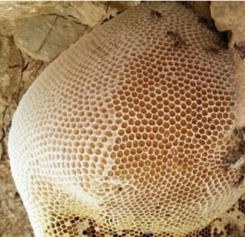 Mountain honey عسل کوهی