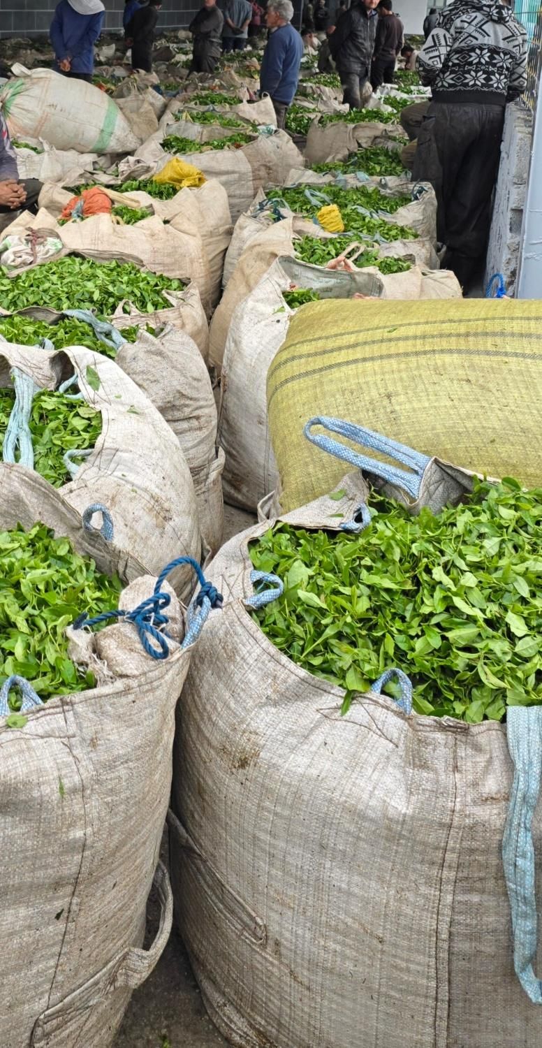 انواع چای ایرانی مستقیم از کارخانه