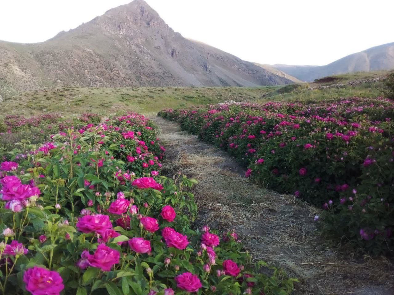 گلاب نامیرا