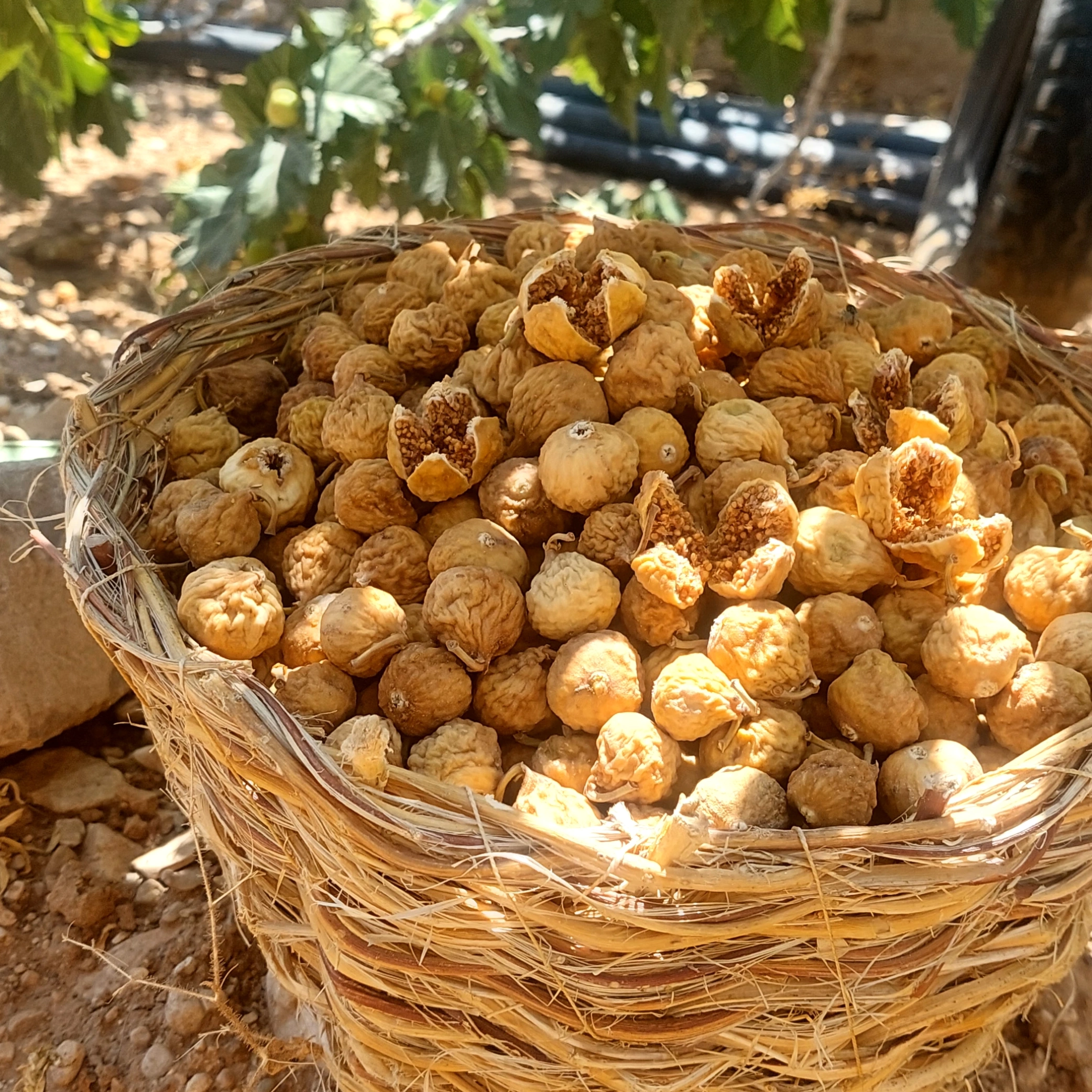 انجیر استهبان 