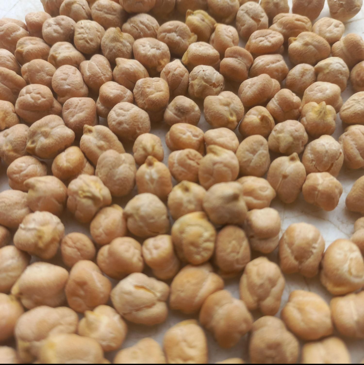 نخود اَعْلا
