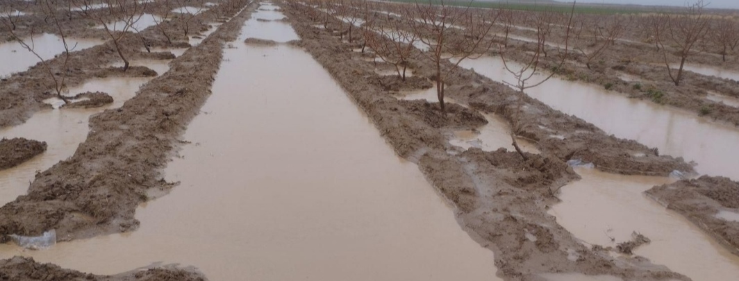 باغ پسته فاصله با حرم امام رضا نیم ساعت 