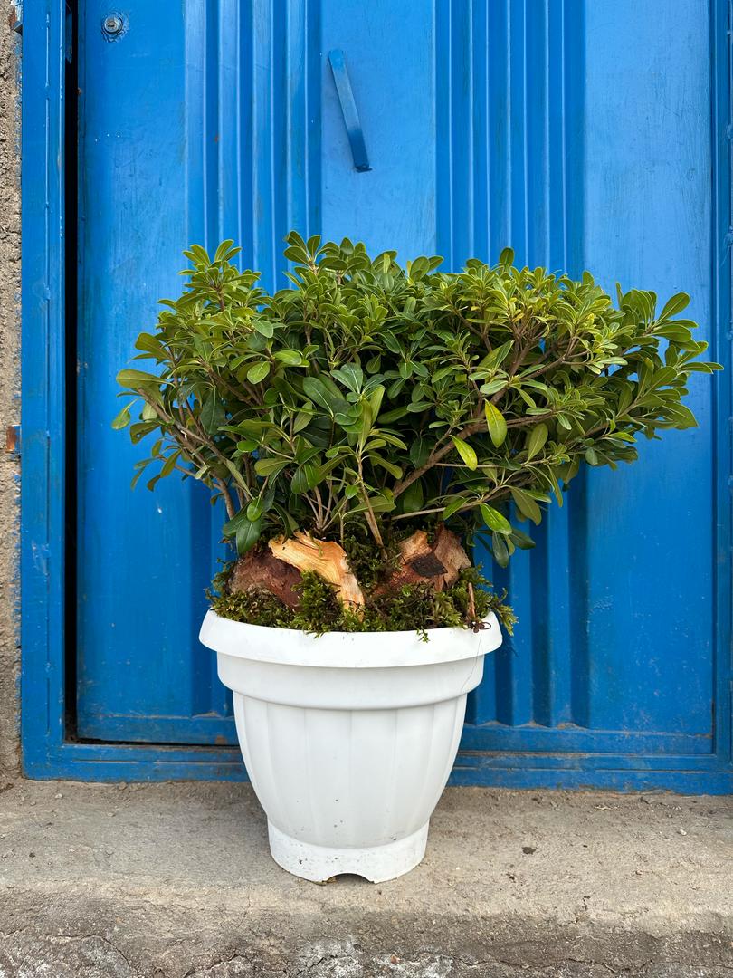 میخک هندی بن سای