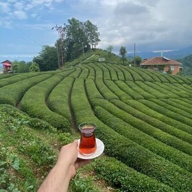 چای درجه یک لاهيجان