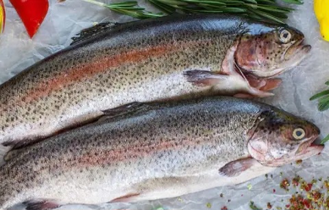 ماهی قزل آلا