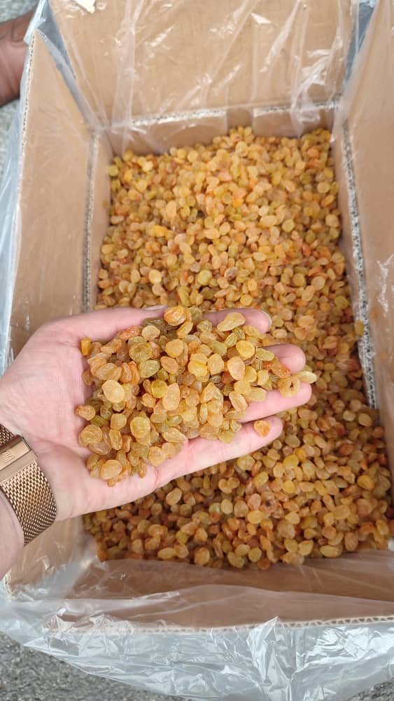 کشمش گلدن