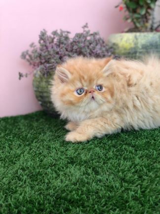 فروش حیوانات خانگی