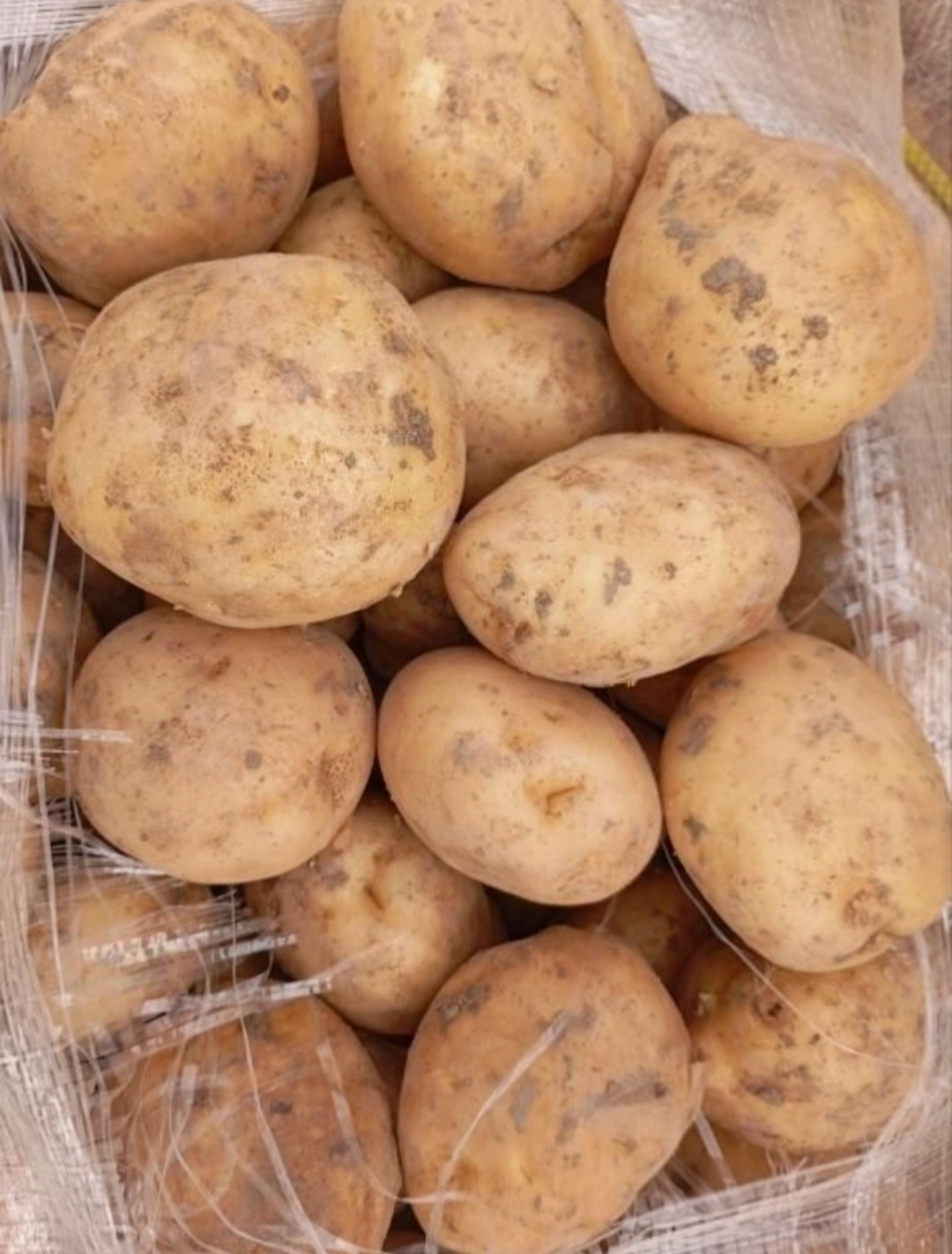 سیب زمینی