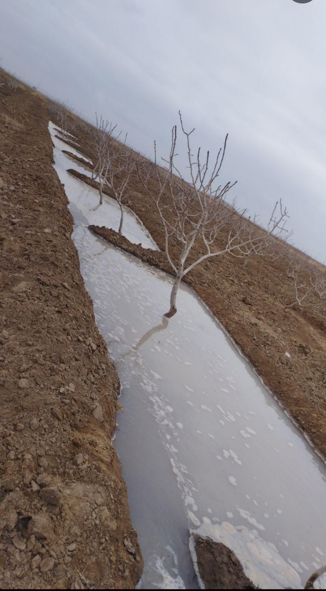 باغ پسته فاصله با حرم امام رضا نیم ساعت 