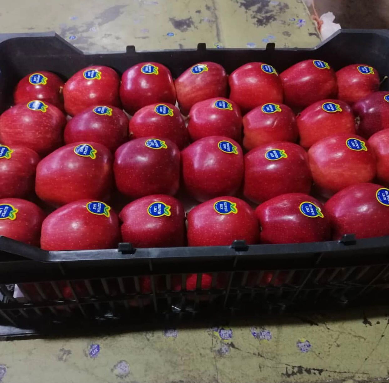 میوه و تره بار