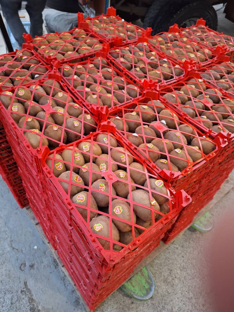 فروش میوه کیوی بصورت عمده