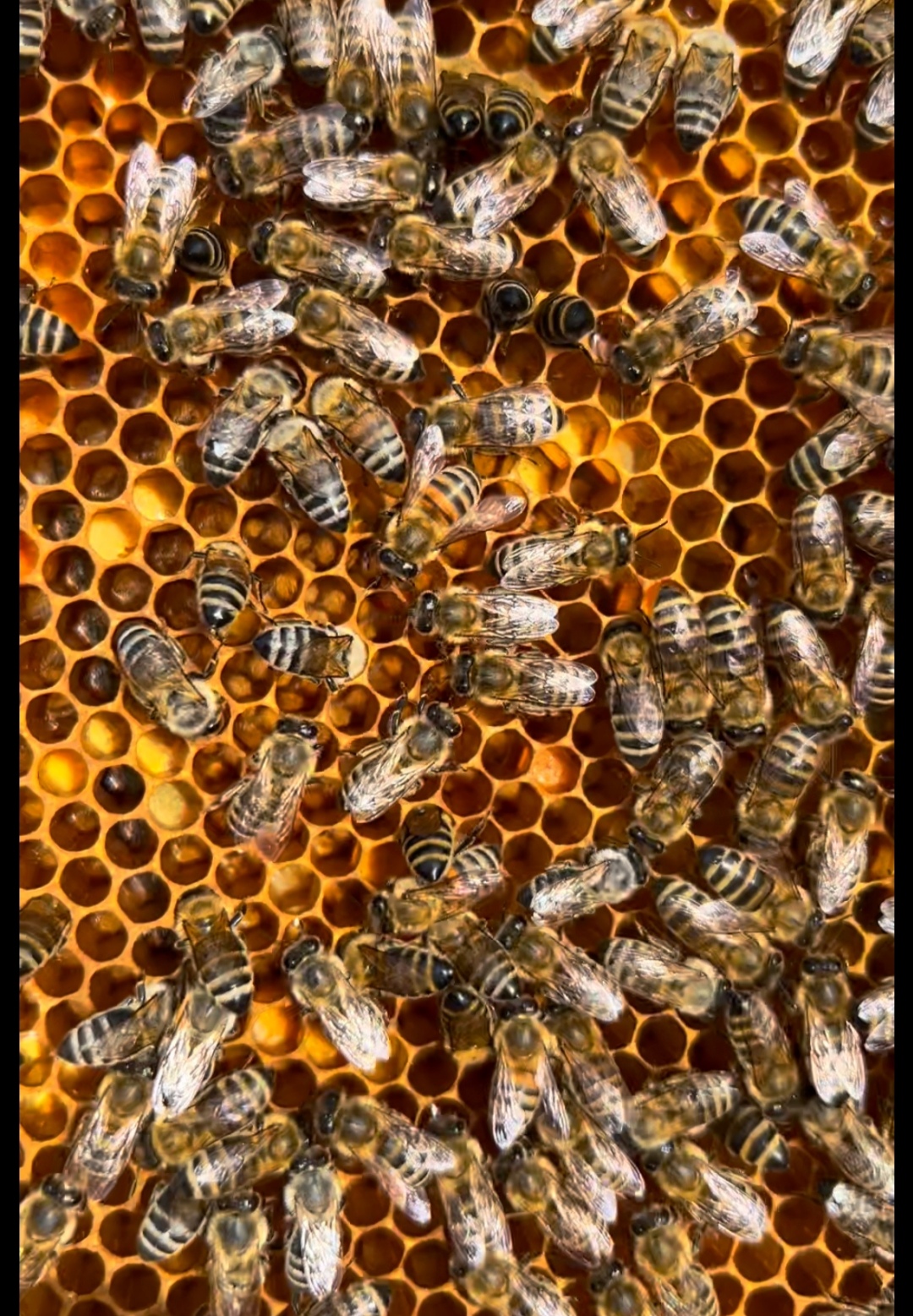 فروش عمده عسل طبیعی وخالص