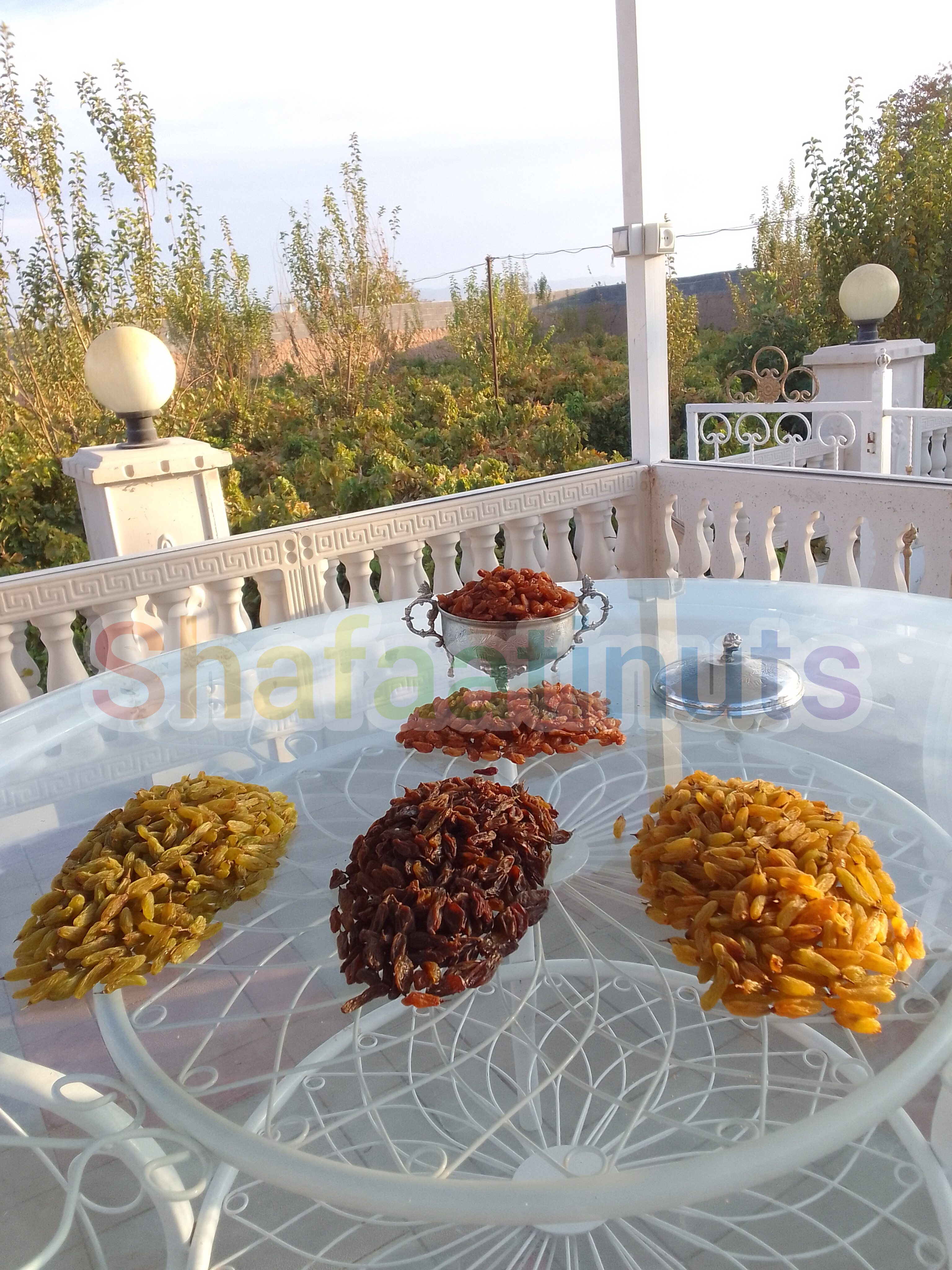 فروش انواع کشمش