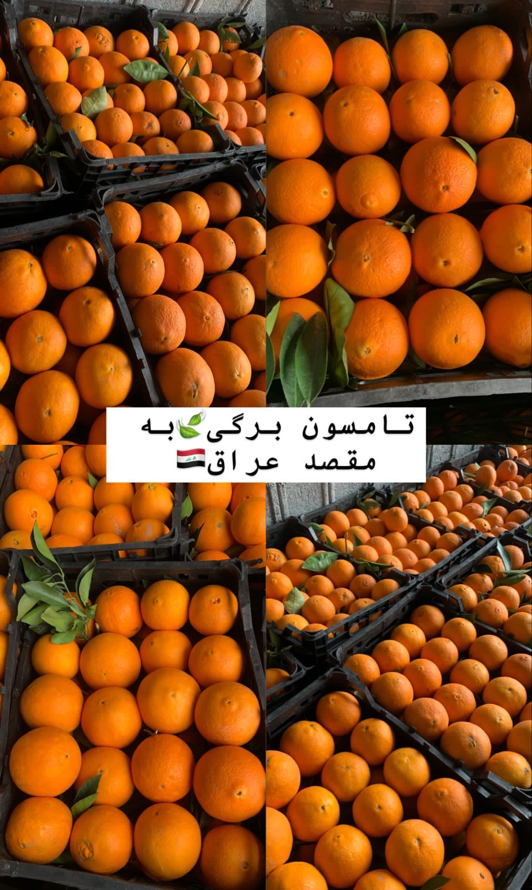 فروش انواع مرکبات پرتقال