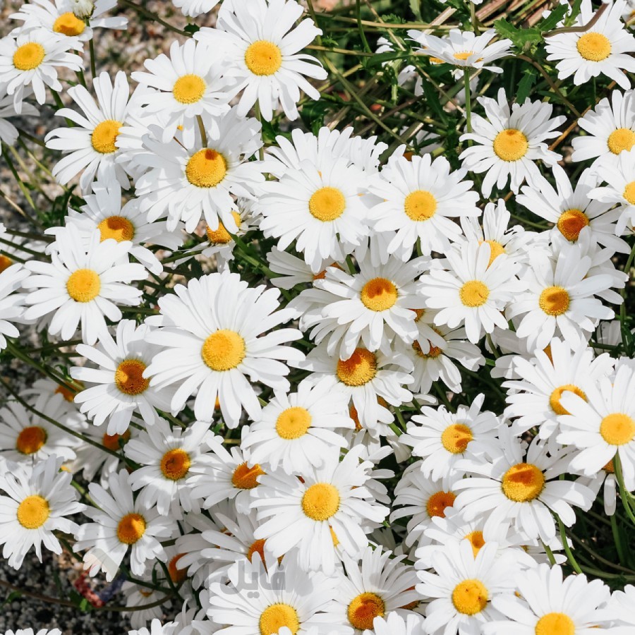 فروش دم نوش و چای بابونه