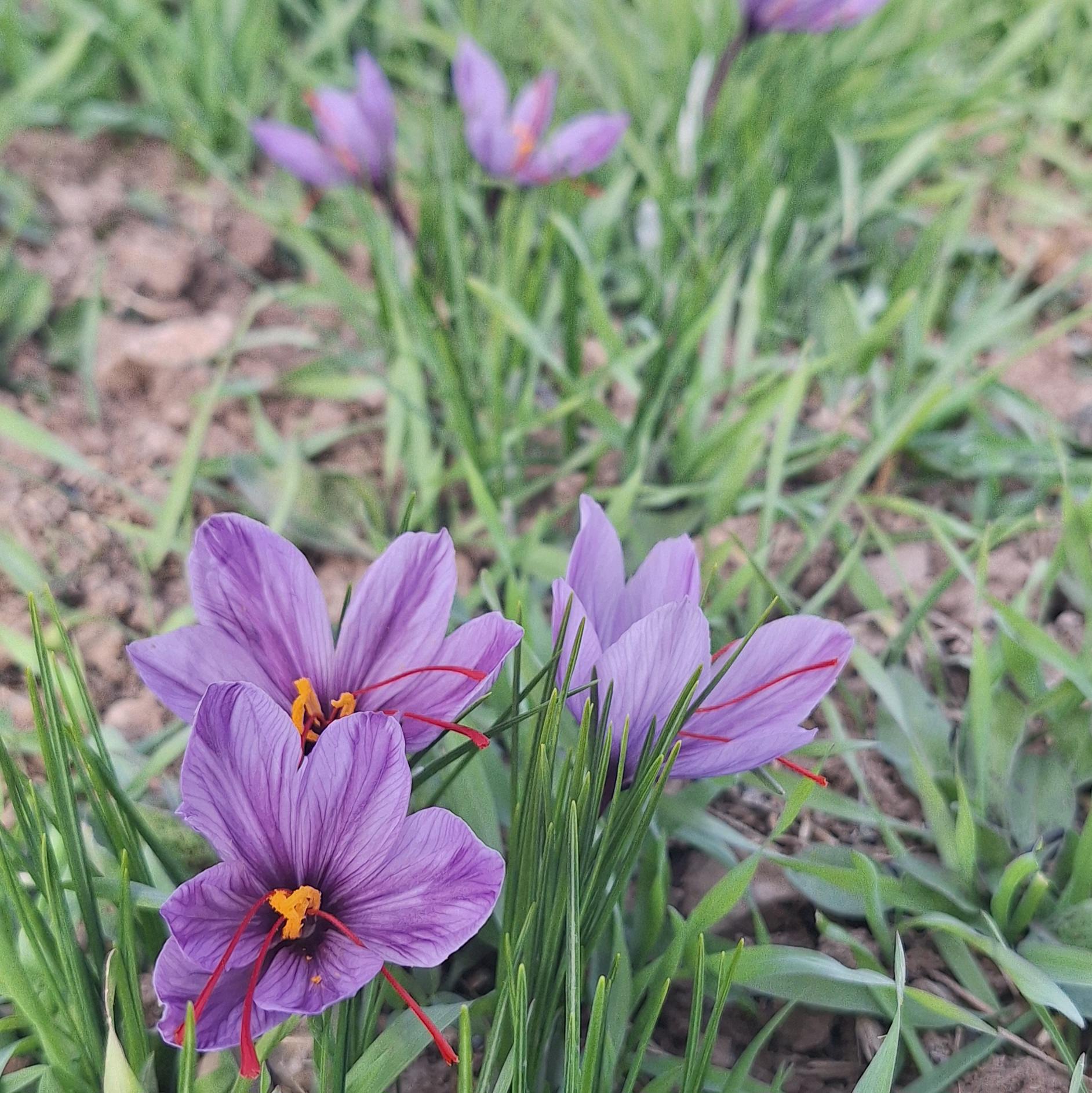 خشکبار زعفران پسته آجیل 
