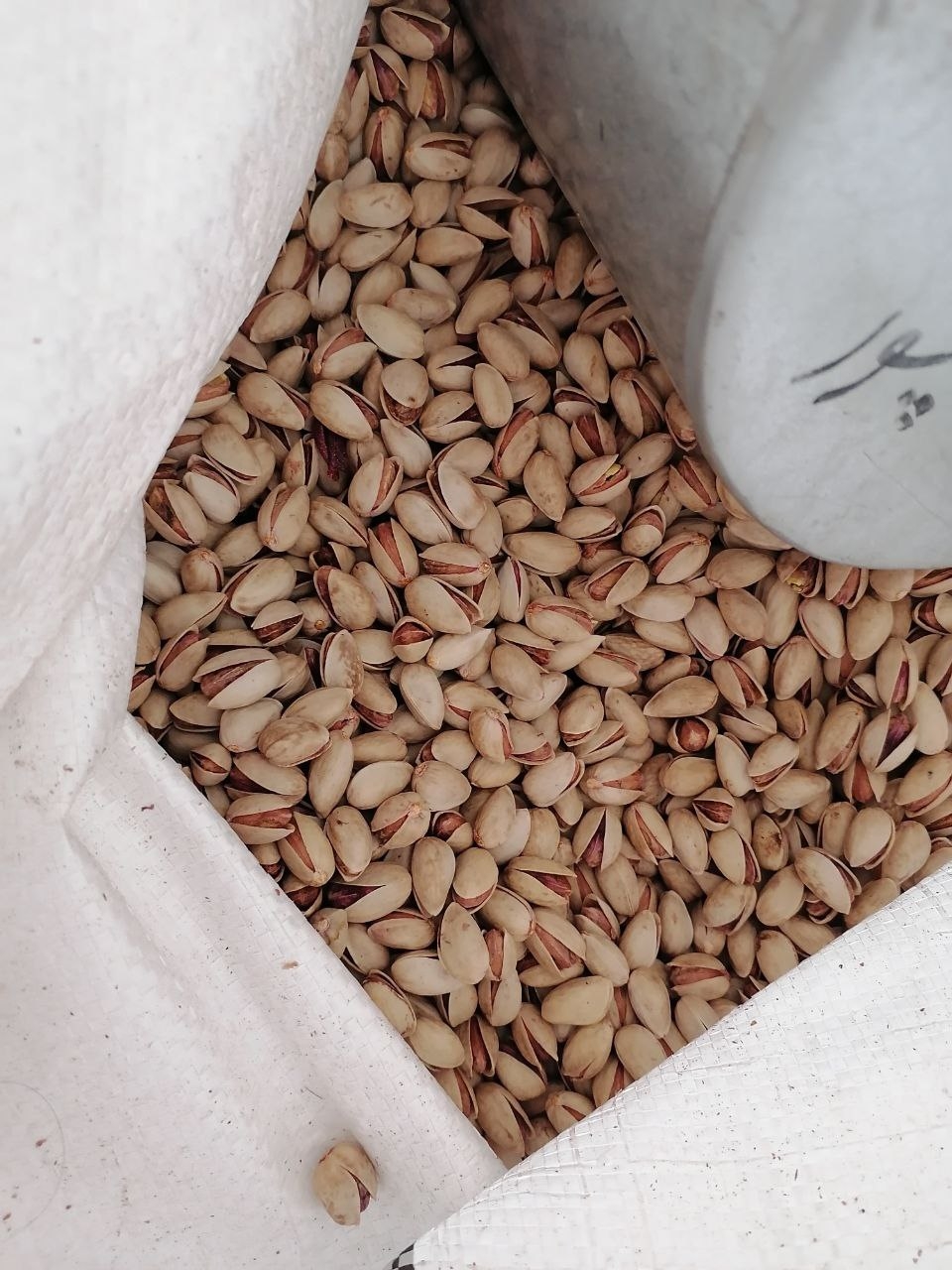 پسته Pistachio