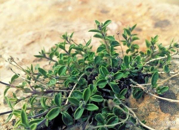 فروش عطاری