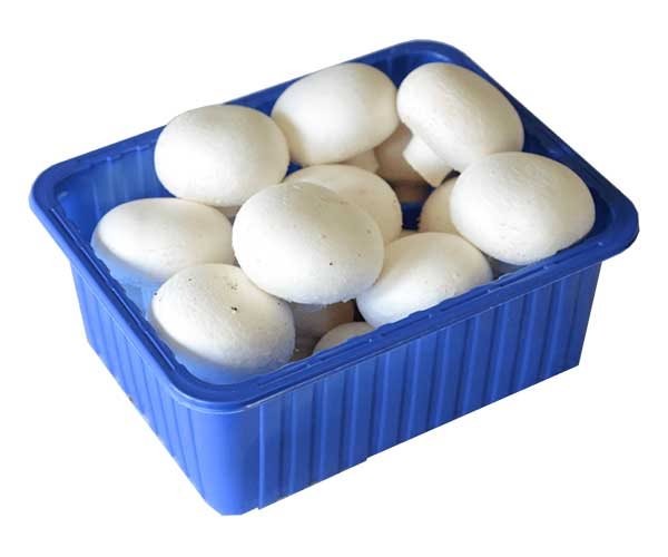 فروش قارچ بسته بندی