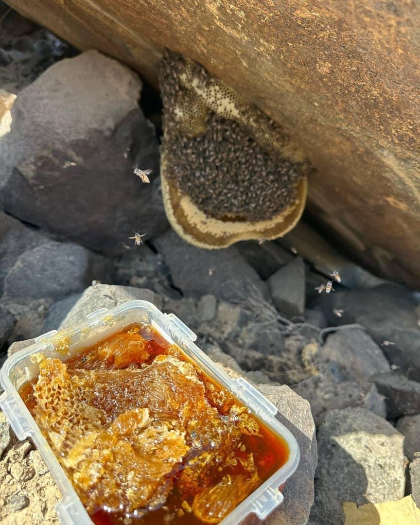 عسل جبلی