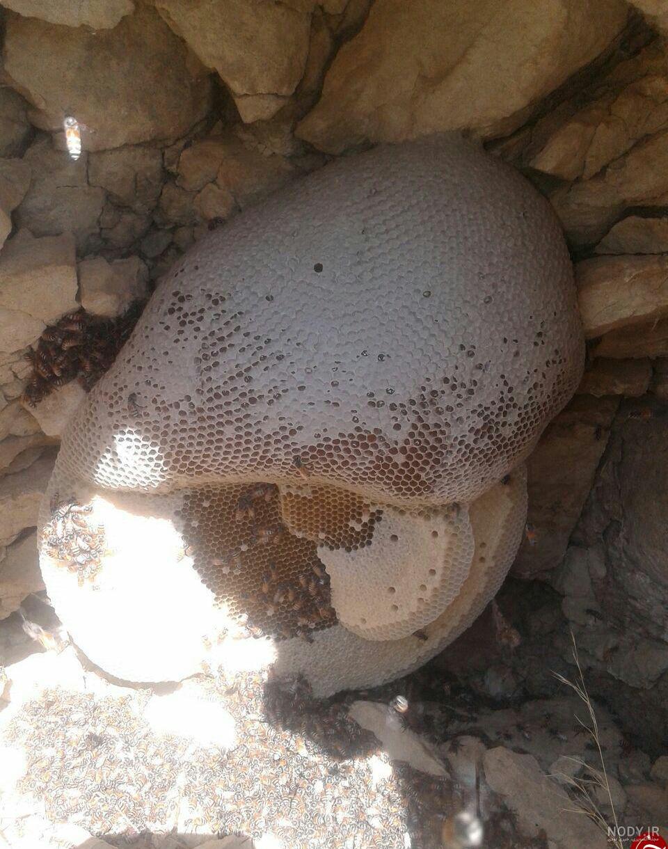 عسل کوهی لرستان 