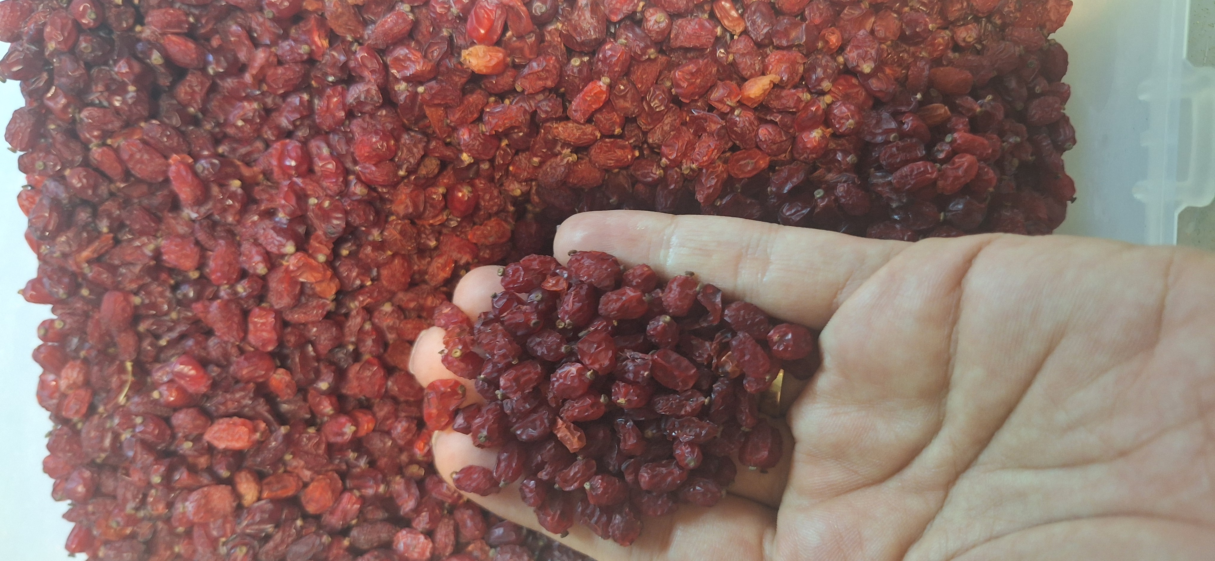 زرشک درجه یک صادراتی