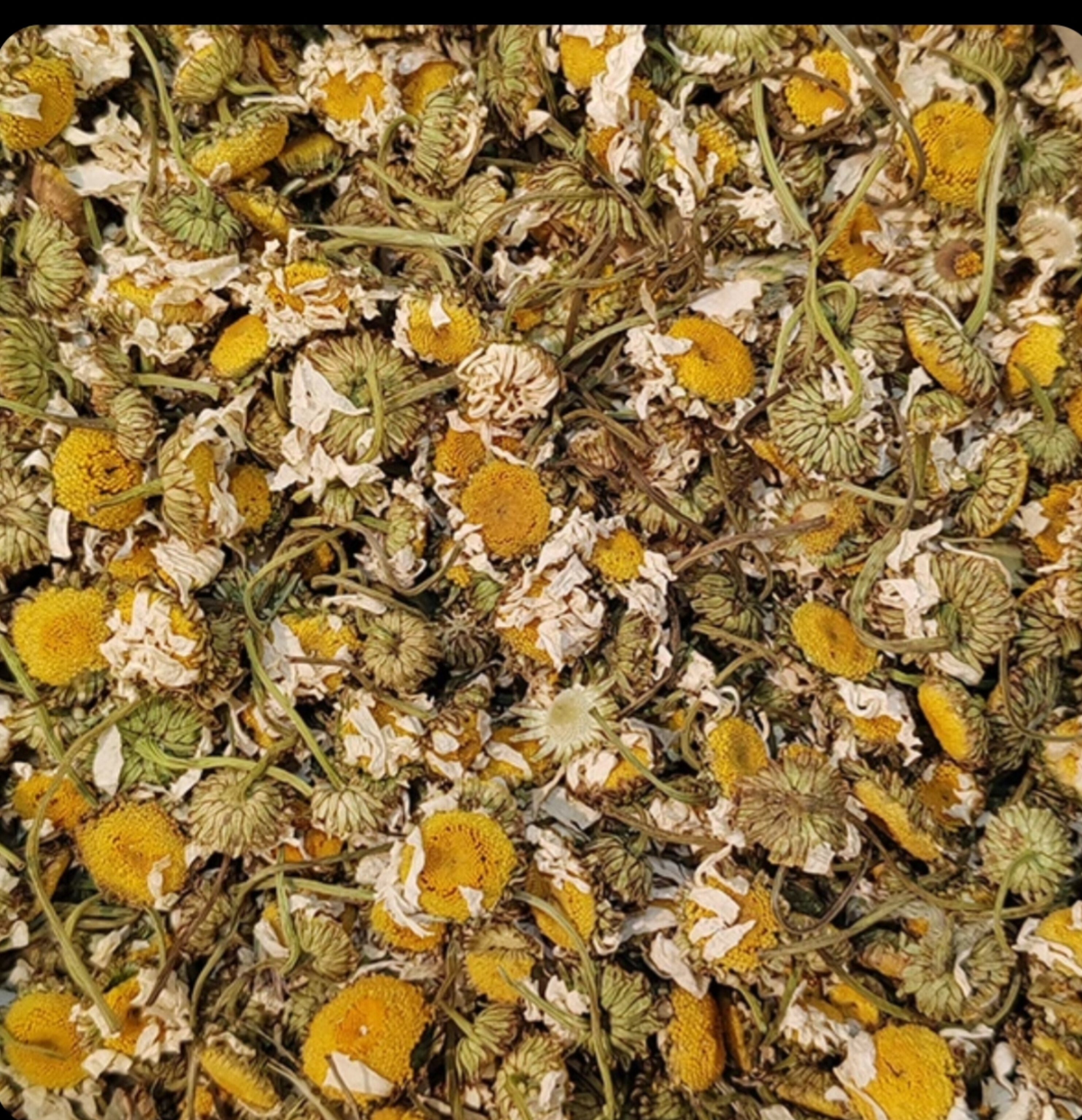 گیاه دارویی بابونه