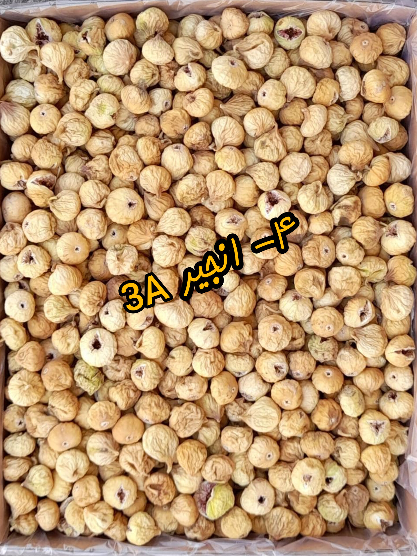  انجیر استهبان 