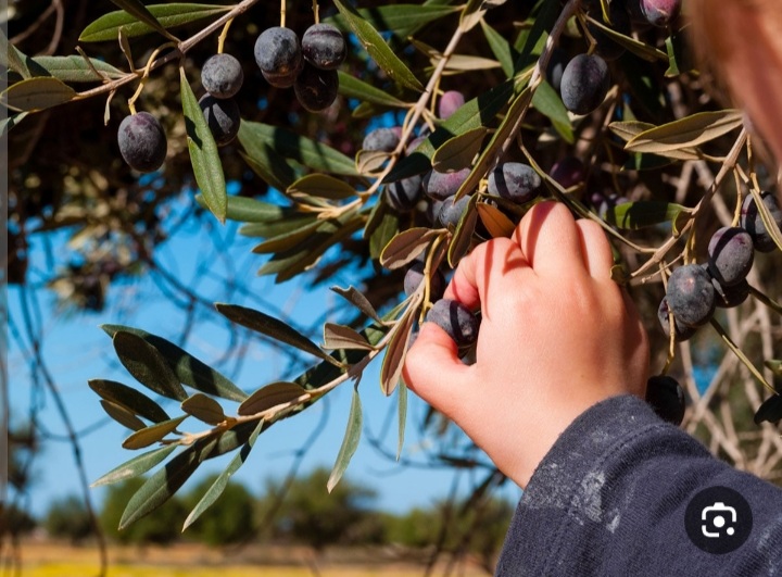 روغن زیتون اصل رودبار