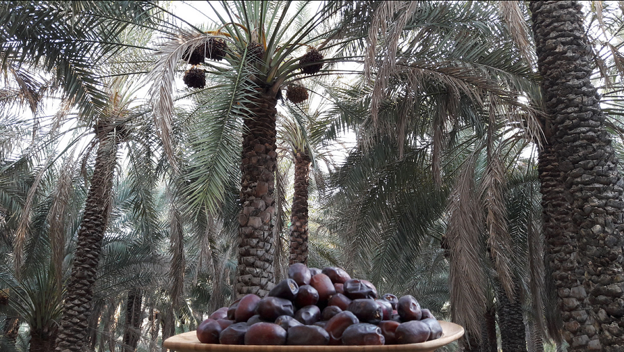 خرما مضافتی بم درجه یک 