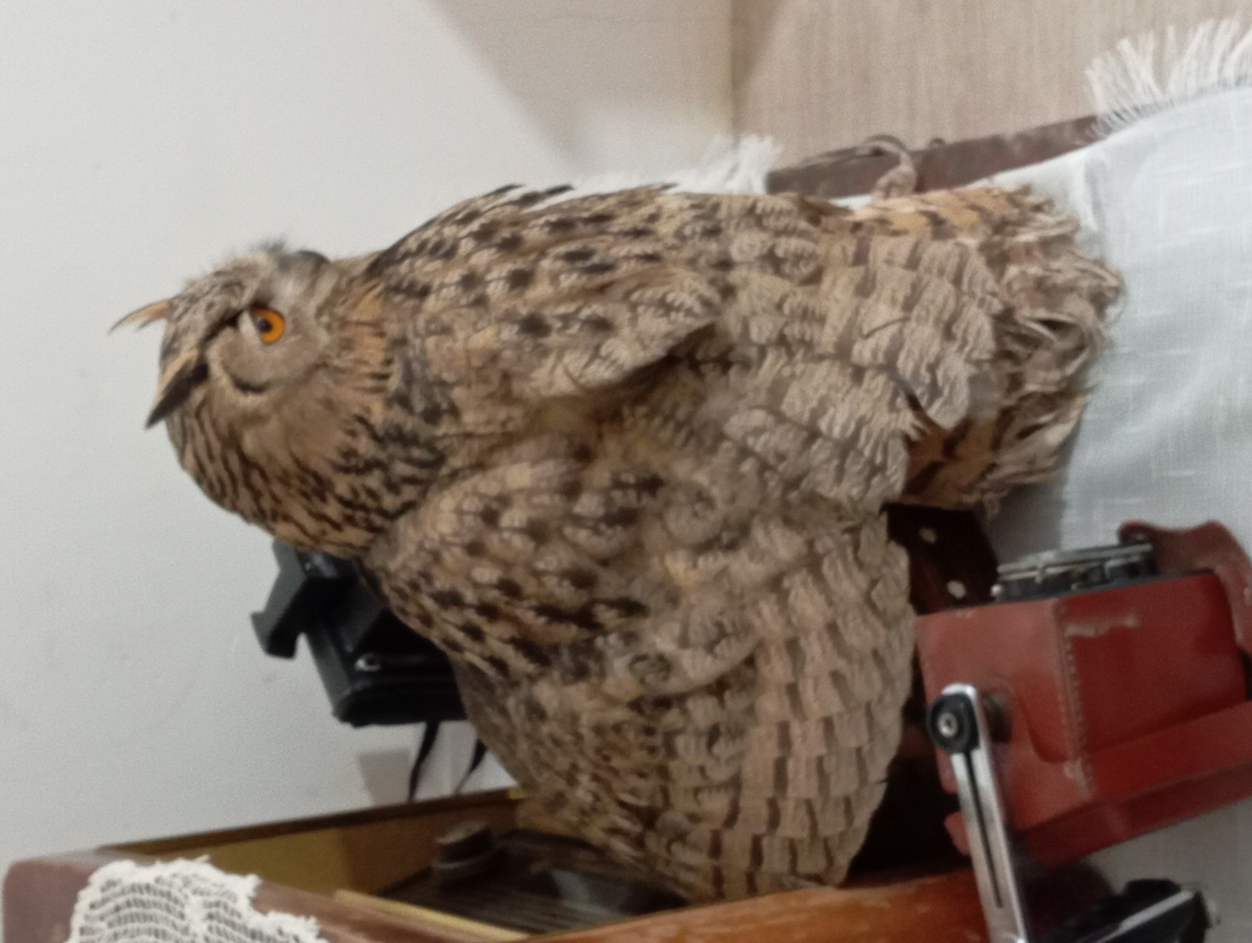 جغد شاخدار