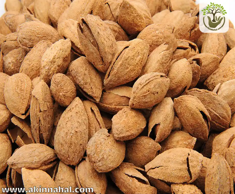 بادام کاغذی