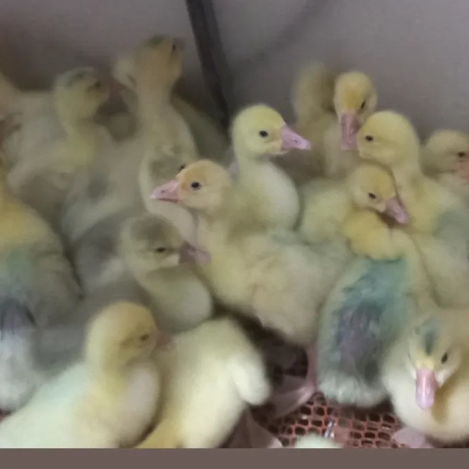 قوغازخالماگوری و تولوز وزن سنگین  