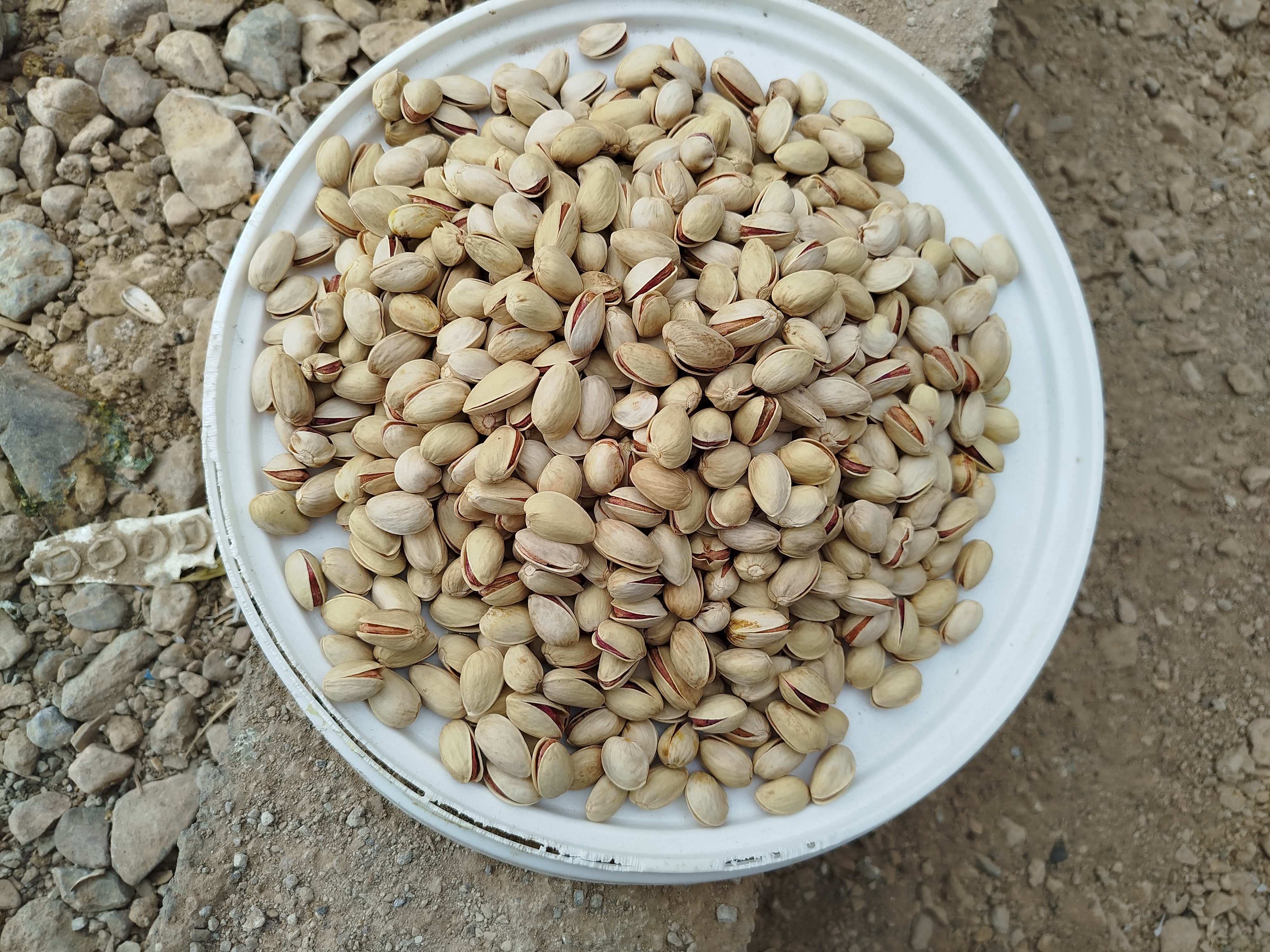 پسته درجه یک محصول کرمان