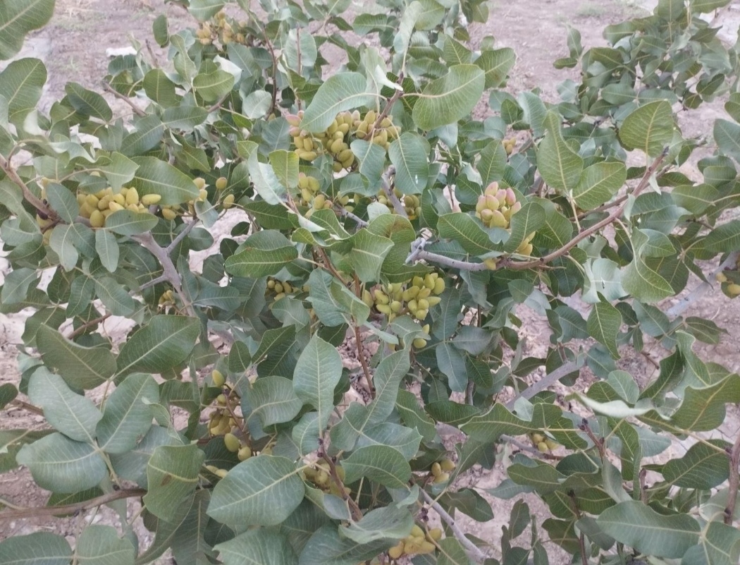 باغ پسته فاصله با حرم امام رضا نیم ساعت 