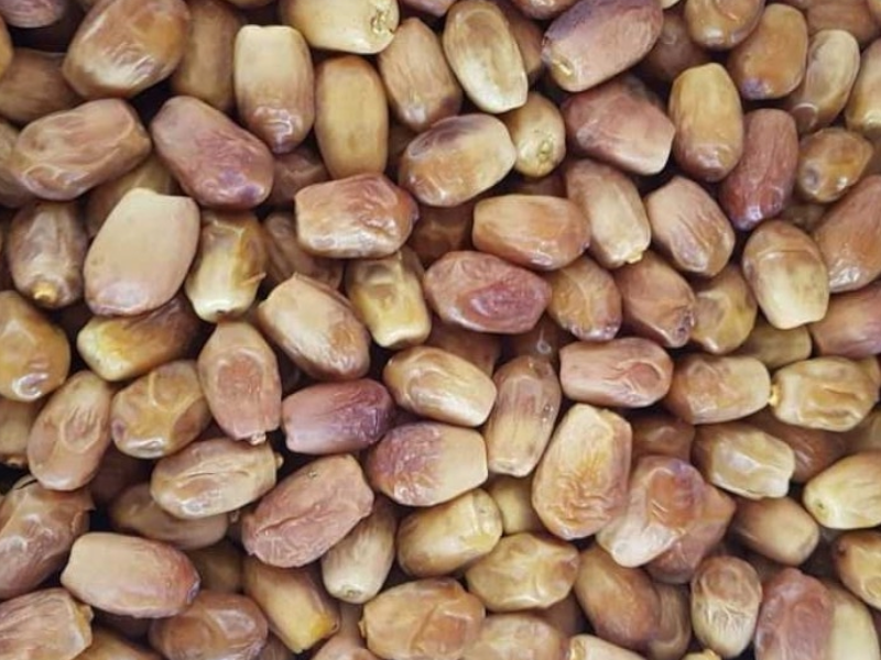 فروش انواع خرما