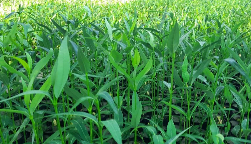 تولید و فروش نهال حرا 