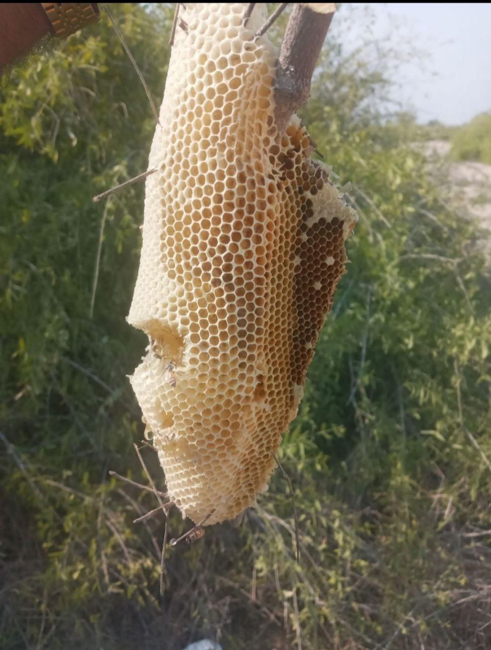 عسل طبیعی بندرلنگه و بندر خمیر