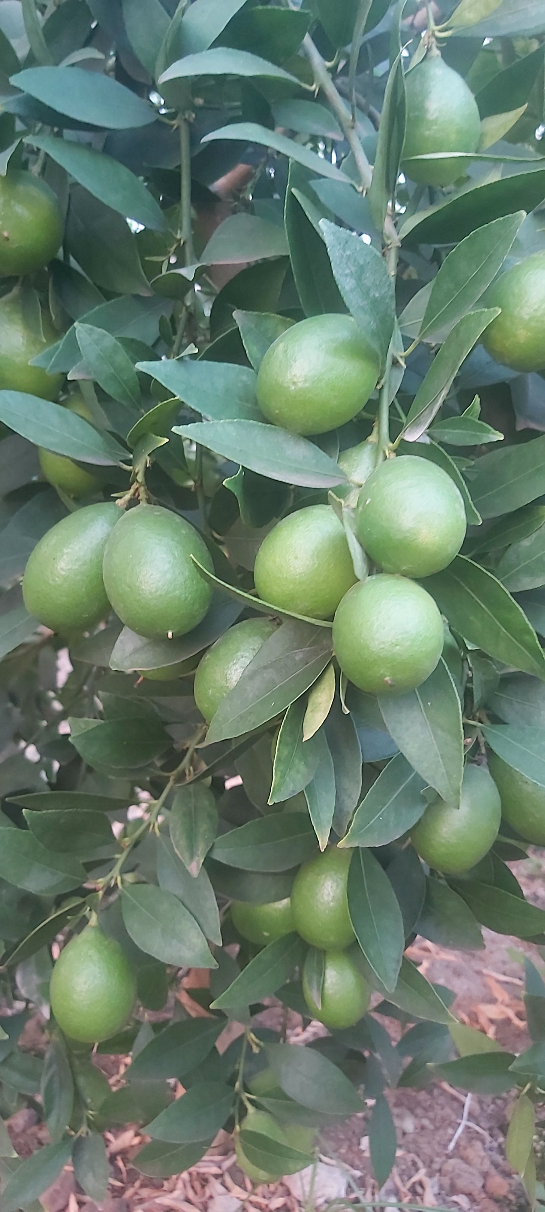 لیمو ترش لایم کوات  Lemon