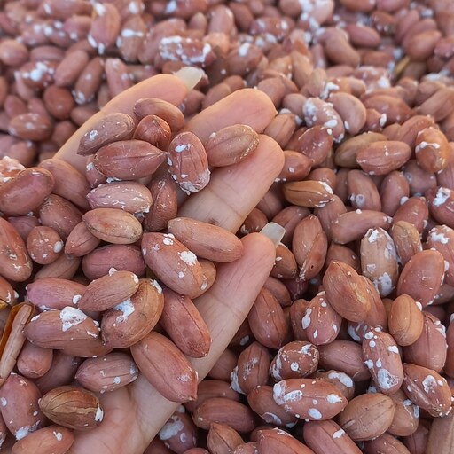 بادام زمینی آستانه اشرفیه