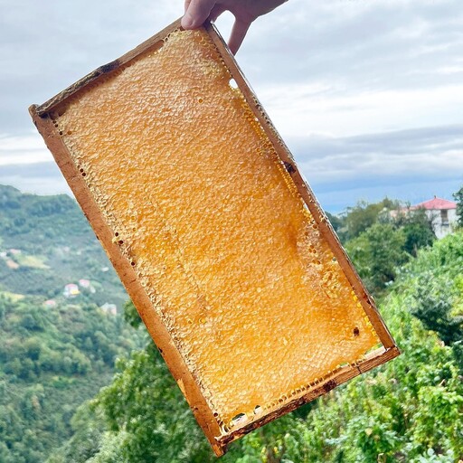 عسل