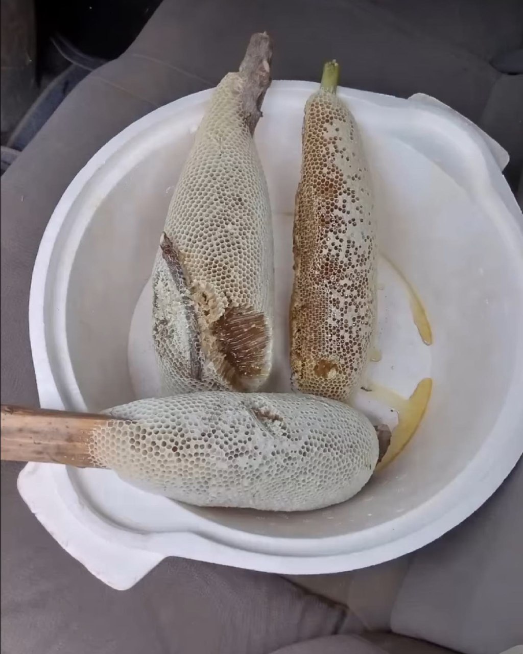 عسل وحشی
