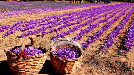 مواد غذایی و دمنوش