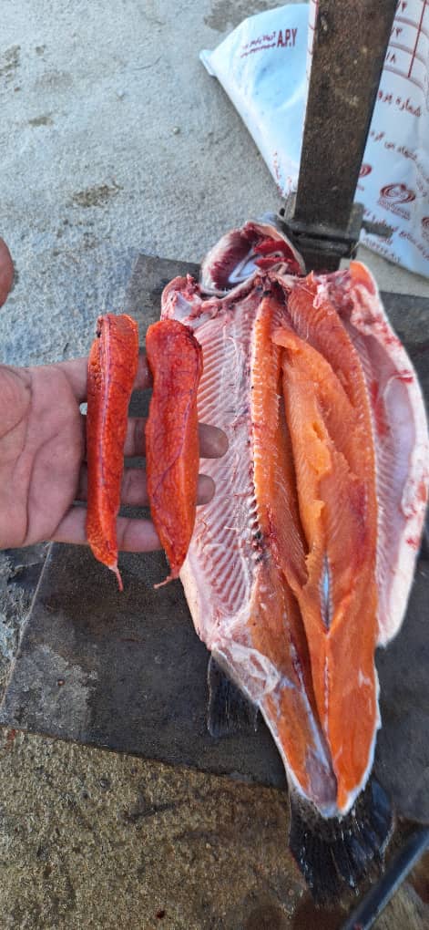 تهیه و فروش ماهی قزل‌آلا و سالمون