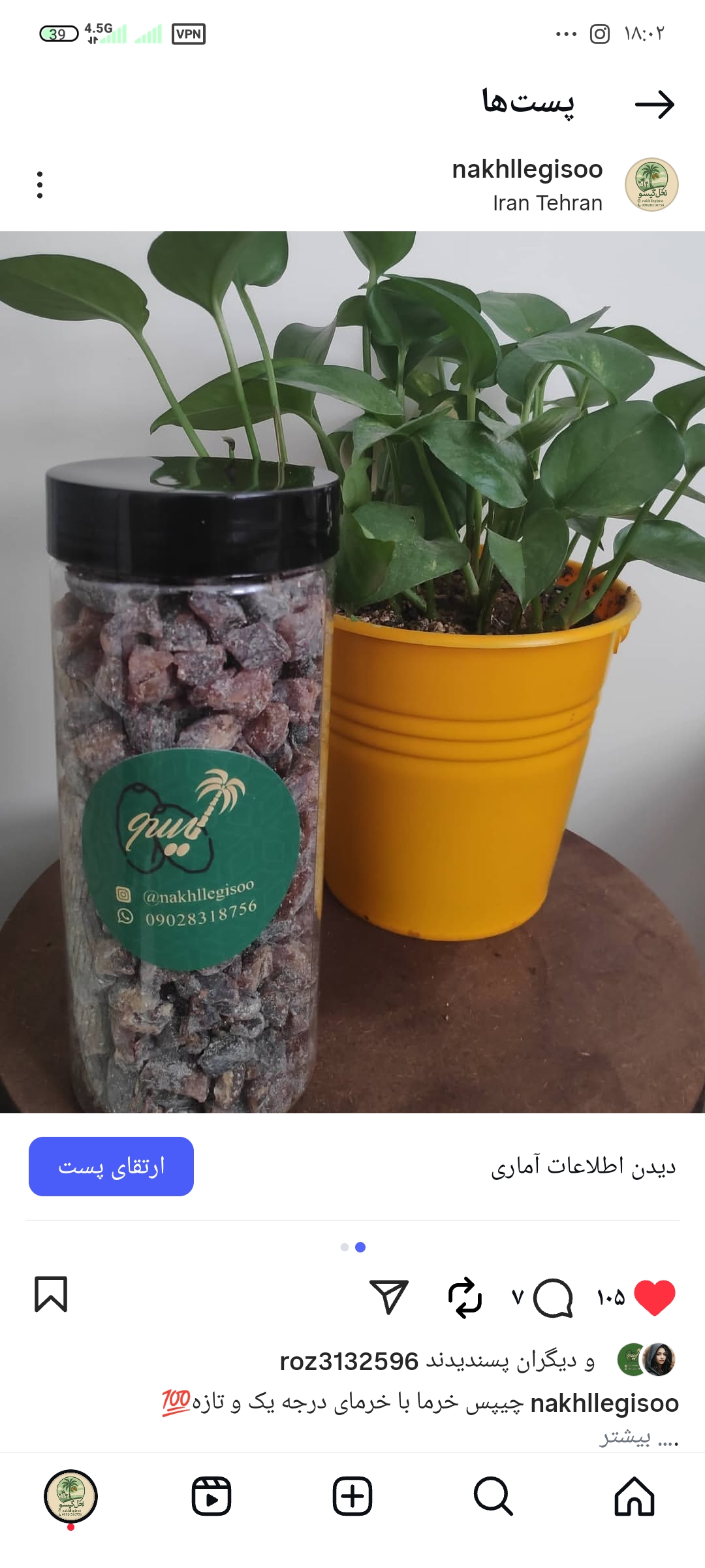 رطب و خرما نخل گیسو