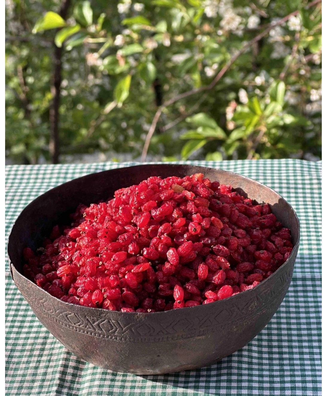 زرشک تازه و درجه۱ خراسان