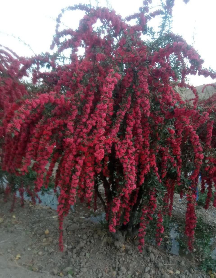 زعفران درجه یک، زرشک و ادویه