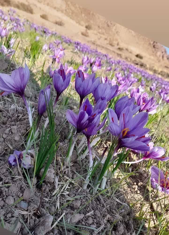زعفران سوپر نگین ایرانی