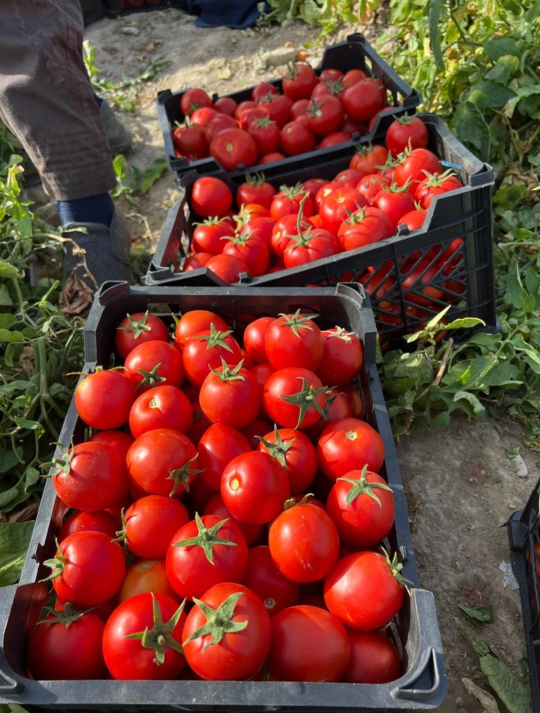 Tomato exportصادرات گوجه فرنگی